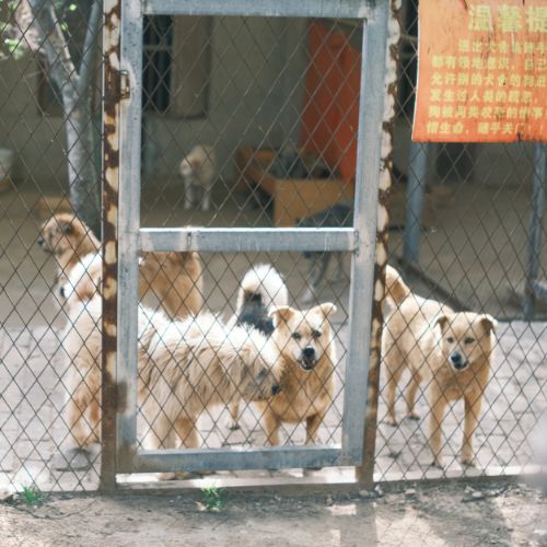 vallados para perros