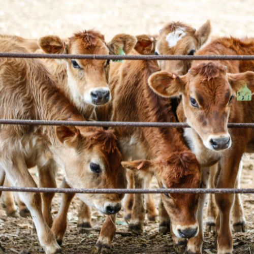 vallas para animales